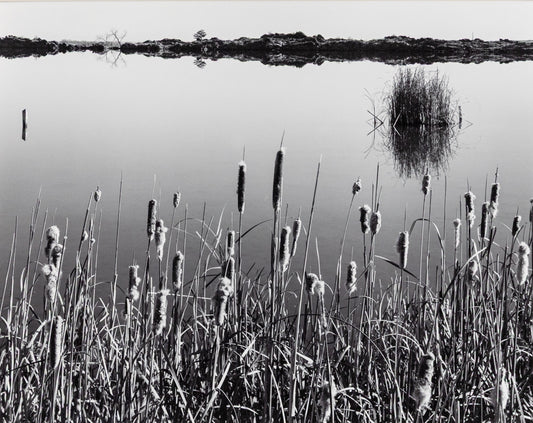 Harold Malde, Cattails, Hygiene Colorado, photograph on paper Photograph