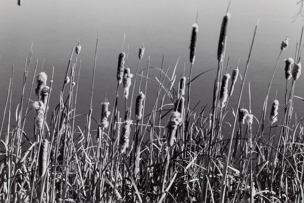 Cattails, Hygiene Colorado, Photograph