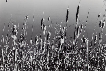 Cattails, Hygiene Colorado, Photograph