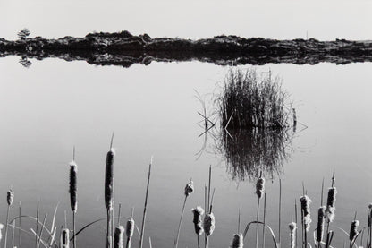 Cattails, Hygiene Colorado, Photograph