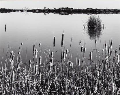 Cattails, Hygiene Colorado, Photograph