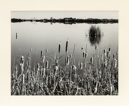Cattails, Hygiene Colorado, Photograph