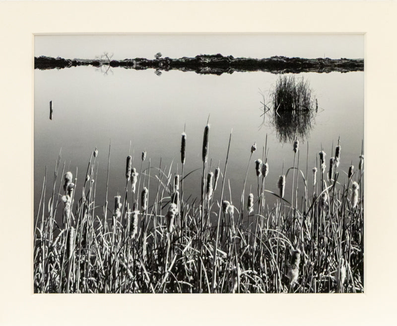 Cattails, Hygiene Colorado, Photograph