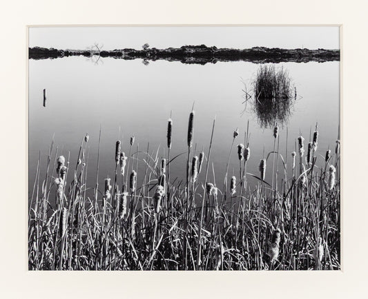 Cattails, Hygiene Colorado, Photograph