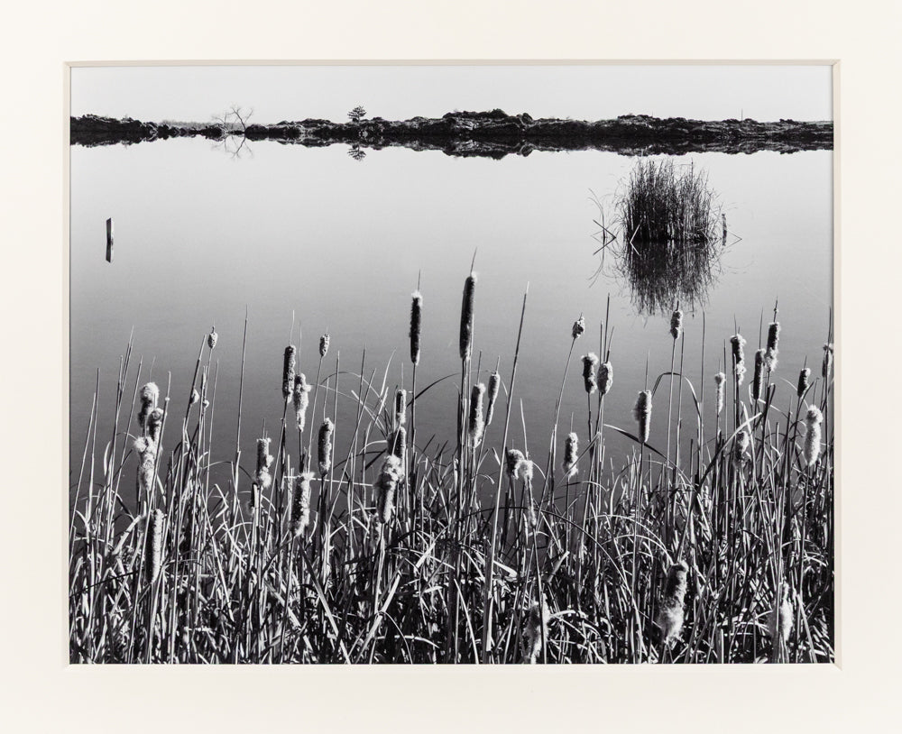 Cattails, Hygiene Colorado, Photograph