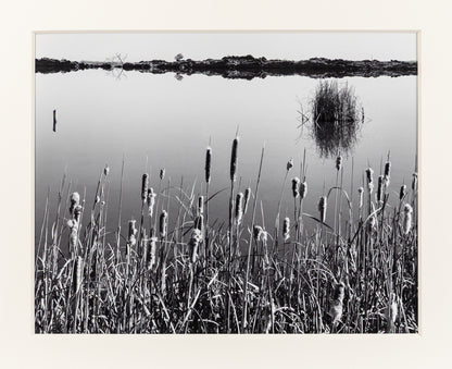 Cattails, Hygiene Colorado, Photograph