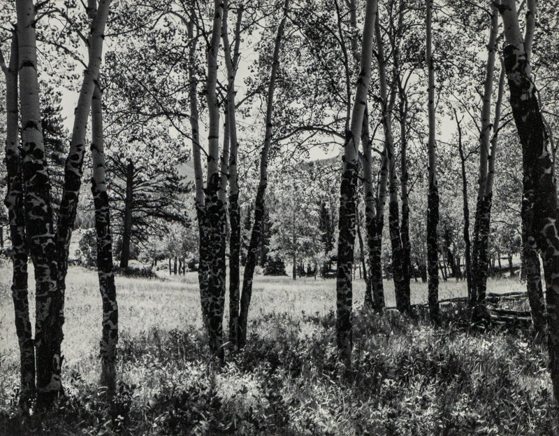 Harold Malde, Untitled (Aspen Trees, Mountain Landscape), photograph on paper Photograph