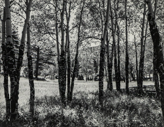 Harold Malde, Untitled (Aspen Trees, Mountain Landscape), photograph on paper Photograph