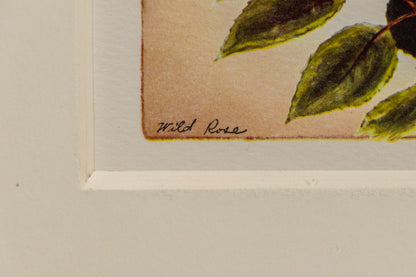 Wild Rose, Print