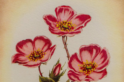 Wild Rose, Print
