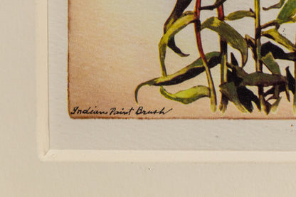 Indian Paint Brush, Print