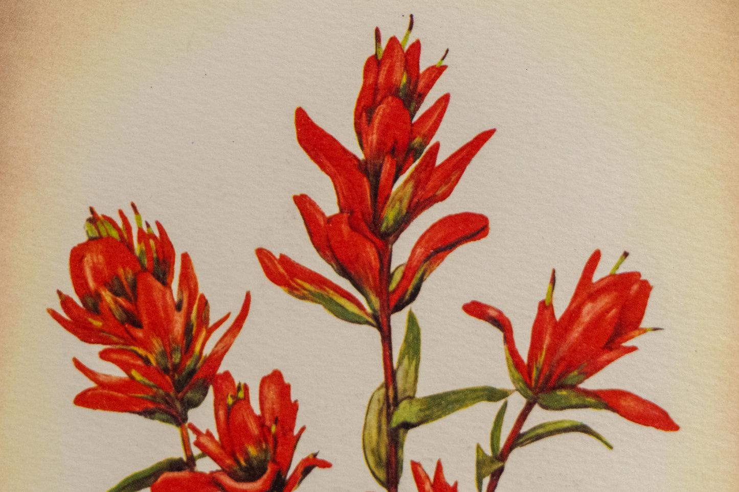Indian Paint Brush, Print
