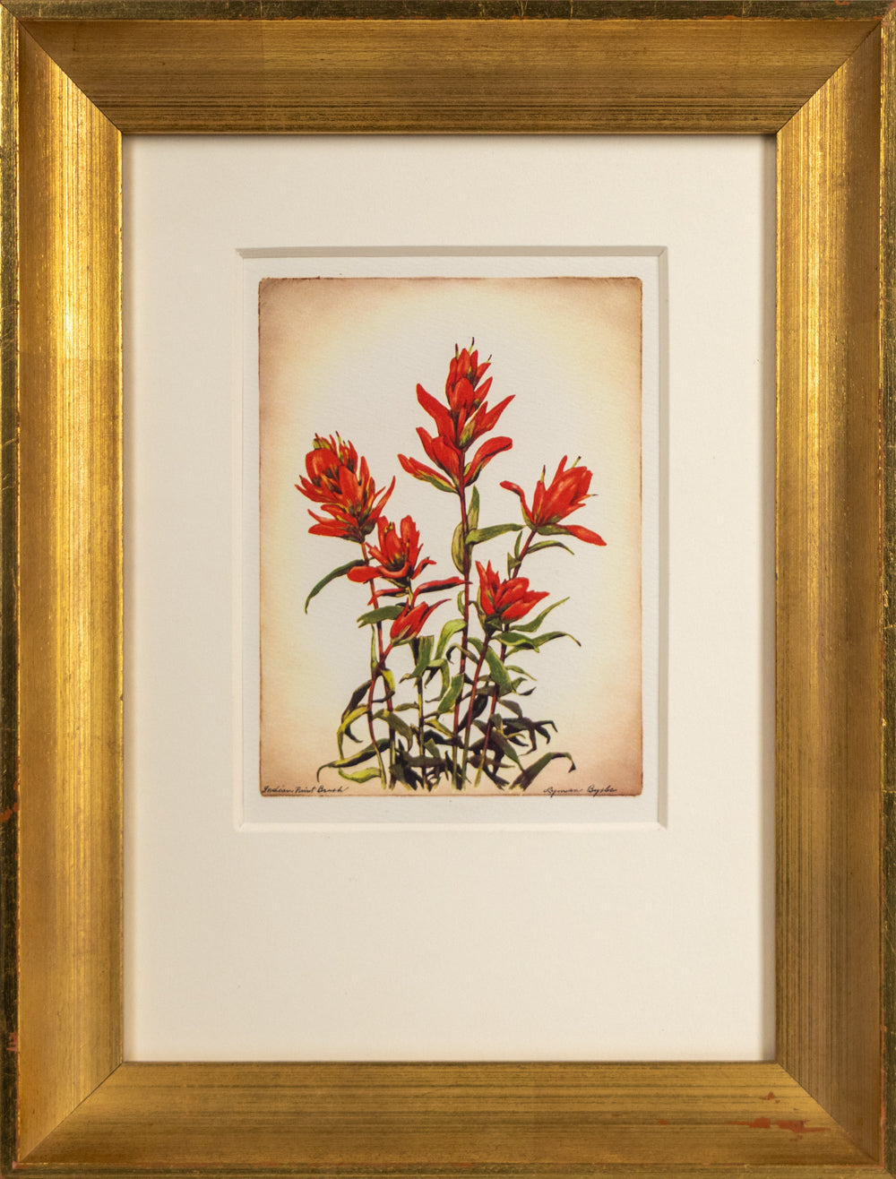 Indian Paint Brush, Print