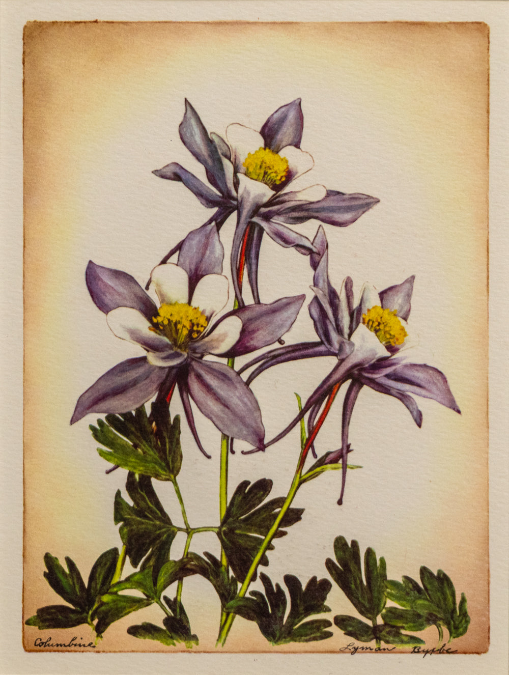 Columbine, Print