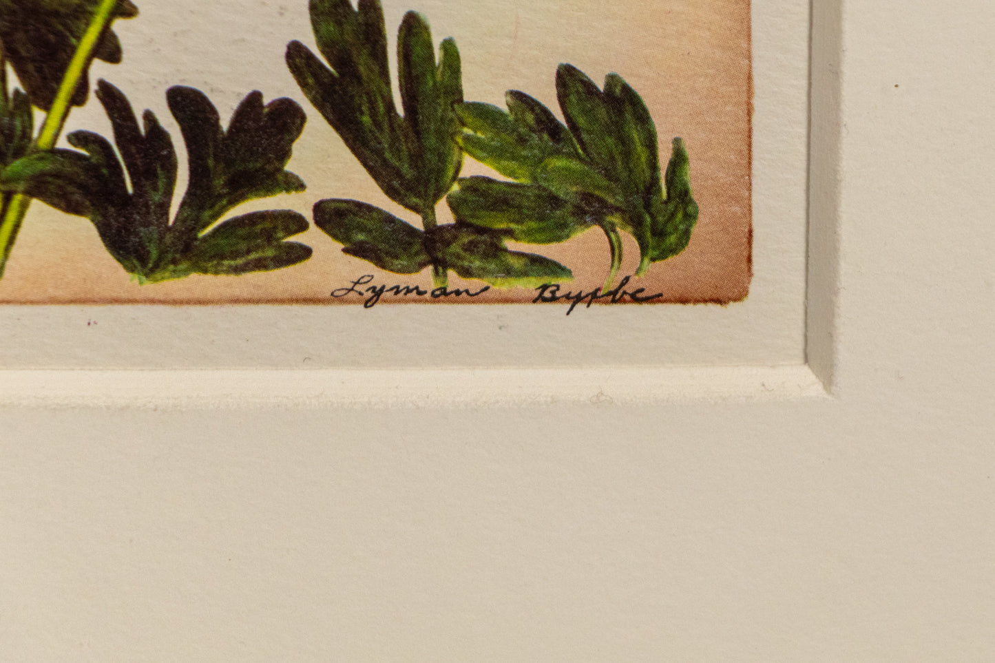Columbine, Print