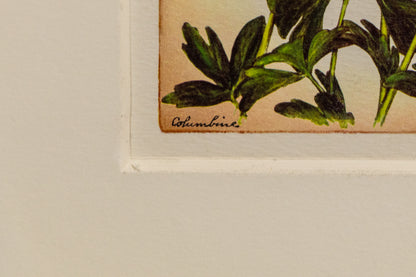 Columbine, Print