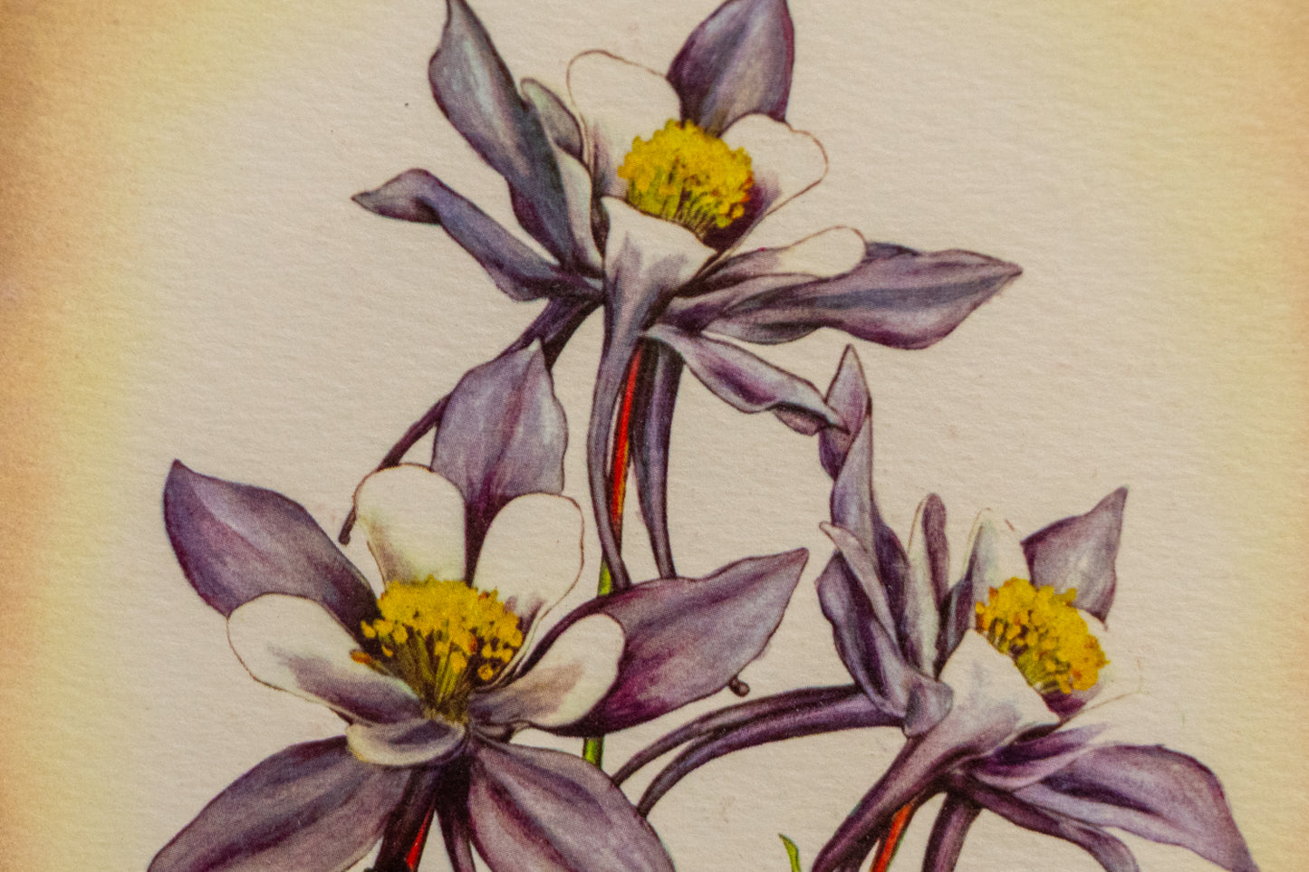 Columbine, Print