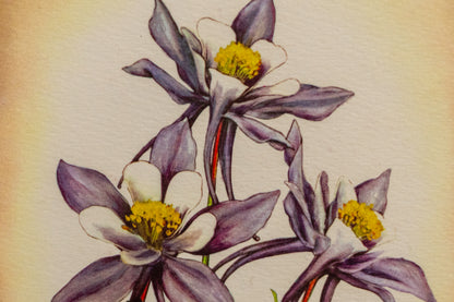 Columbine, Print