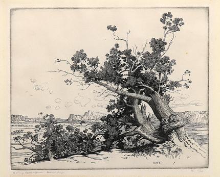 George Elbert Burr, "Old Cedars, New Mexico", etching, 1920, vintage black and white, tree